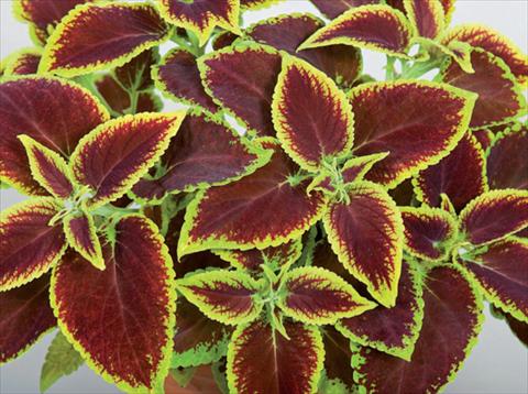 Photos von Blumenvarianten benutzt als: Topf und Beet Coleus hybrida Mosaik Burgundy Velvet
