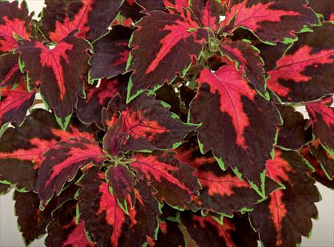 Photos von Blumenvarianten benutzt als: Topf und Beet Coleus hybrida Mosaik Lava Red