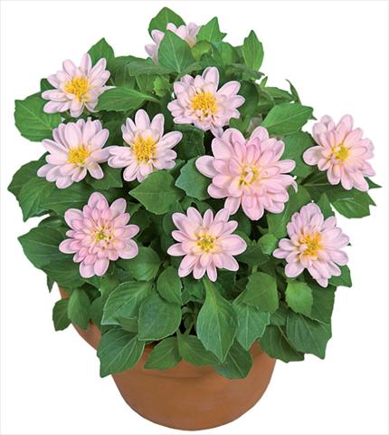 Photos von Blumenvarianten benutzt als: Topf und Beet Dahlia x hybrida Dahlini™ Light Pink White
