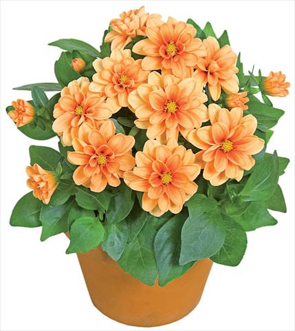 Photos von Blumenvarianten benutzt als: Topf und Beet Dahlia x hybrida Dahlini™ Orange