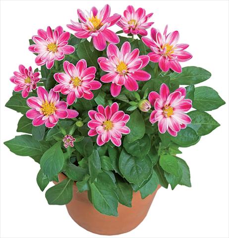 Photos von Blumenvarianten benutzt als: Topf und Beet Dahlia x hybrida Dahlini™ Rose Bicolor