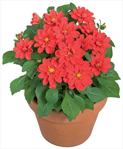 Photos von Blumenvarianten benutzt als: Topf und Beet Dahlia x hybrida Dahlini™ Scarlet