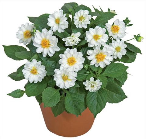 Photos von Blumenvarianten benutzt als: Topf und Beet Dahlia x hybrida Dahlini™ White