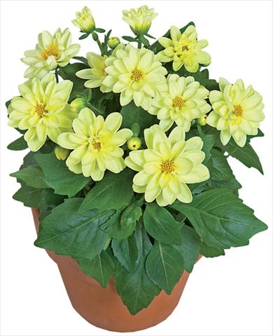 Photos von Blumenvarianten benutzt als: Topf und Beet Dahlia x hybrida Dahlini™ Yellow