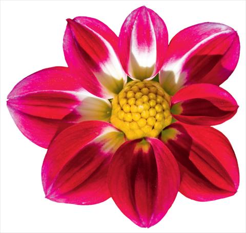 Photos von Blumenvarianten benutzt als: Topf und Beet Dahlia x hybrida Goldalia Rose Bicolor