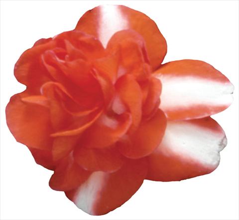 Photos von Blumenvarianten benutzt als: Topf und Beet Impatiens walleriana Shilouette Orange Star Improved