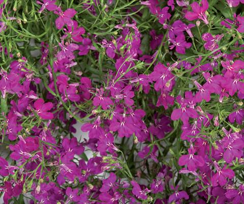 Photos von Blumenvarianten benutzt als: Topf, Terrasse, Ampel. Lobelia Laguna® Trailing Violet