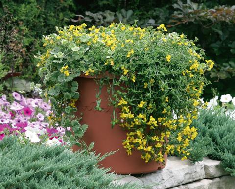 Photos von Blumenvarianten benutzt als: Topf, Terrasse, Ampel. Monopsis Monoco® Yellow Improved