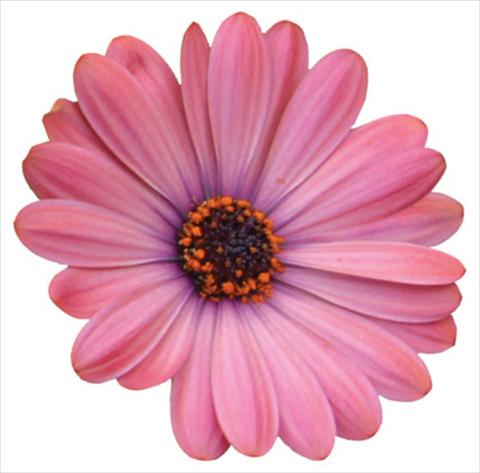 Photos von Blumenvarianten benutzt als: Topf und Beet Osteospermum Tradewinds® Terracotta Improved