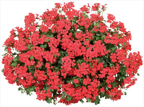 Photos von Blumenvarianten benutzt als: Topf, Terrasse, Ampel. Pelargonium peltatum Blizzard Fire Improved