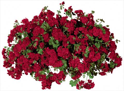 Photos von Blumenvarianten benutzt als: Topf, Terrasse, Ampel. Pelargonium peltatum Temprano Dark Red Improved