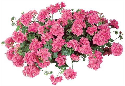 Photos von Blumenvarianten benutzt als: Topf, Terrasse, Ampel. Pelargonium peltatum Temprano Pink Improved