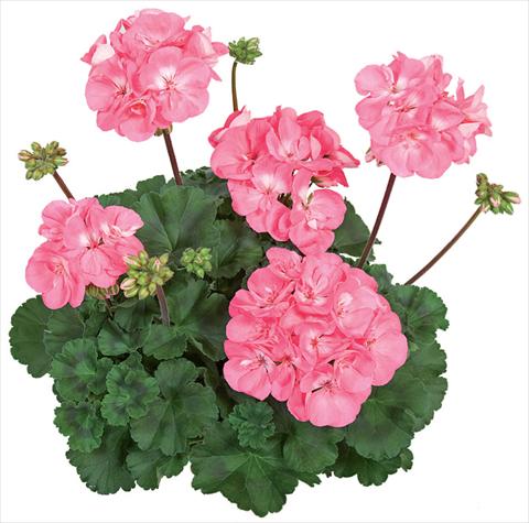 Photos von Blumenvarianten benutzt als: Terrasse, Topf Pelargonium zonale Tango® Candy Rose