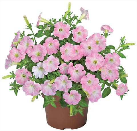 Photos von Blumenvarianten benutzt als: Topf, Terrasse, Ampel. Petunia x hybrida Sanguna® Mini Light Pink