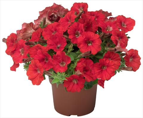 Photos von Blumenvarianten benutzt als: Topf, Terrasse, Ampel. Petunia x hybrida Sanguna® Mini Red