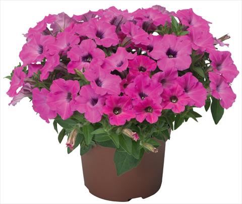 Photos von Blumenvarianten benutzt als: Topf, Terrasse, Ampel. Petunia x hybrida Sanguna® Mini Rose Dark Throat