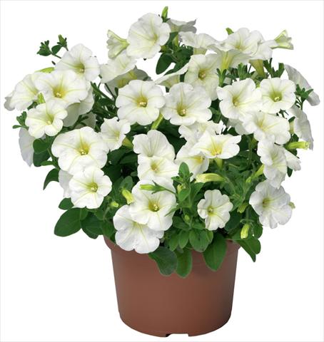 Photos von Blumenvarianten benutzt als: Topf, Terrasse, Ampel. Petunia x hybrida Sanguna® Mini White