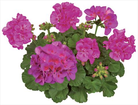 Photos von Blumenvarianten benutzt als: Topf, Beet, Terrasse Pelargonium zonale Compact Line Deep Lavender