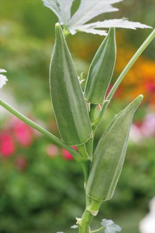 Photos von Blumenvarianten benutzt als: Topf und Beet Abelmoschus esculentus Okra Green Fingers