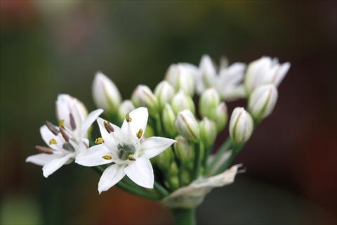 Photos von Blumenvarianten benutzt als: Topf und Beet Allium sibiricum Chive Gigantic