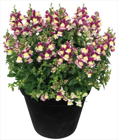 Photos von Blumenvarianten benutzt als: Topf und Beet Antirrhinum majus Florini® Diana Amour®