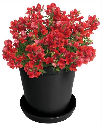 Photos von Blumenvarianten benutzt als: Topf und Beet Antirrhinum majus Florini® Diana Bright Red®