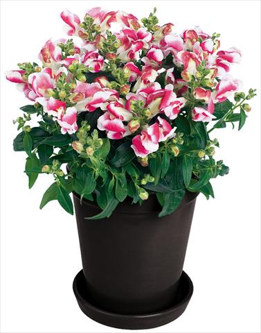 Photos von Blumenvarianten benutzt als: Topf und Beet Antirrhinum majus Florini® Diana Duo Pink®