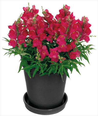 Photos von Blumenvarianten benutzt als: Topf und Beet Antirrhinum majus Florini® Diana Hot Pink®