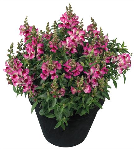 Photos von Blumenvarianten benutzt als: Topf und Beet Antirrhinum majus Florini® Diana Lilac®