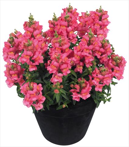 Photos von Blumenvarianten benutzt als: Topf und Beet Antirrhinum majus Florini® Diana Pink®