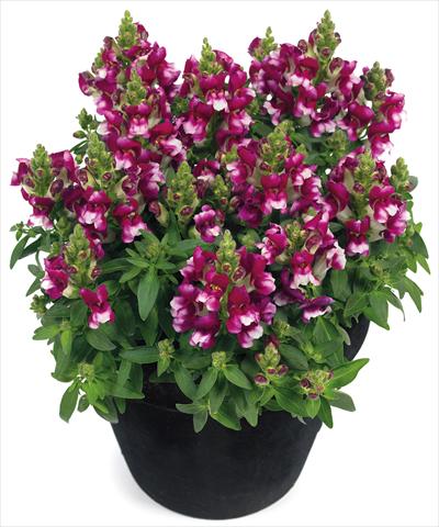 Photos von Blumenvarianten benutzt als: Topf und Beet Antirrhinum majus Florini® Diana Purple White®