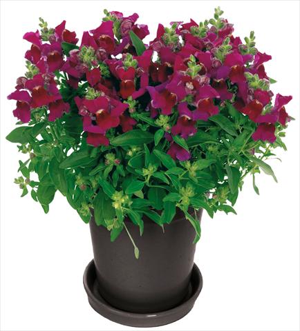 Photos von Blumenvarianten benutzt als: Topf und Beet Antirrhinum majus Florini® Diana Purple®