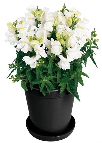 Photos von Blumenvarianten benutzt als: Topf und Beet Antirrhinum majus Florini® Diana White®