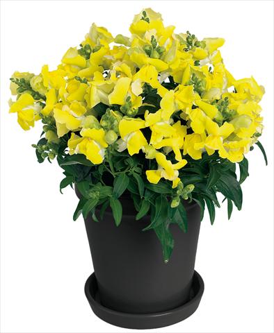 Photos von Blumenvarianten benutzt als: Topf und Beet Antirrhinum majus Florini® Diana Yellow®