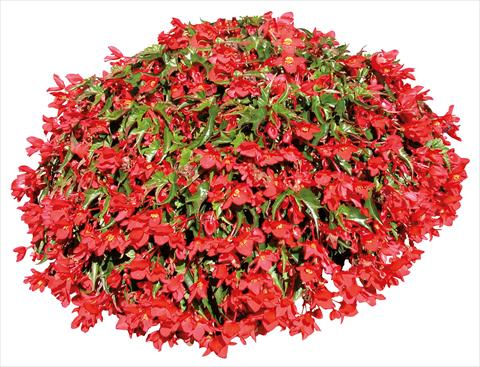 Photos von Blumenvarianten benutzt als: Topf, Terrasse, Ampel. Begonia pendula Miss Malen