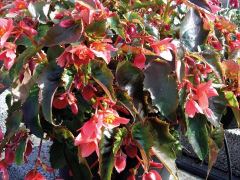 Photos von Blumenvarianten benutzt als: Topf, Terrasse, Ampel. Begonia pendula Miss May