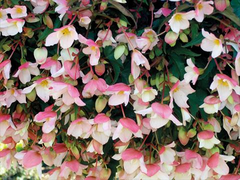 Photos von Blumenvarianten benutzt als: Topf, Terrasse, Ampel. Begonia pendula Miss Moon