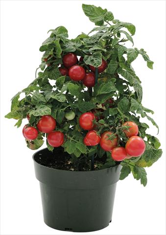 Photos von Blumenvarianten benutzt als: Topf, Beet, Terrasse Solanum lycopersicum (pomodoro) Sweet Neat Cherry Red