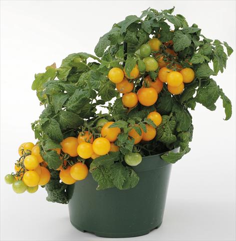 Photos von Blumenvarianten benutzt als: Topf, Beet, Terrasse Solanum lycopersicum (pomodoro) Sweet Neat Yellow