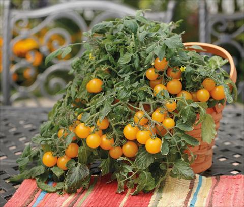 Photos von Blumenvarianten benutzt als: Topf, Beet, Terrasse Solanum lycopersicum (pomodoro) Tumbling Junior Yellow