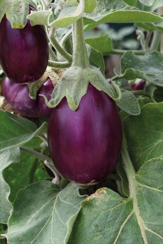 Photos von Blumenvarianten benutzt als: Topf, Beet, Terrasse Solanum melongena (melanzana) Purple