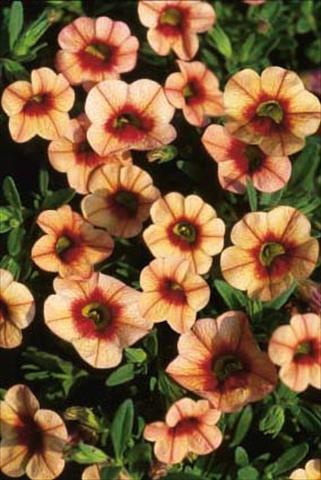 Photos von Blumenvarianten benutzt als: Topf, Terrasse, Ampel. Calibrachoa MiniFamous® Apricot Eye evol.