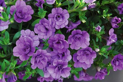 Photos von Blumenvarianten benutzt als: Topf, Terrasse, Ampel. Calibrachoa MiniFamous® Double Amethyst