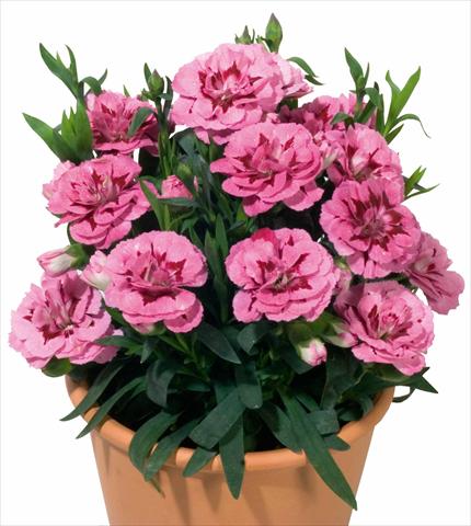 Photos von Blumenvarianten benutzt als: Topf und Beet Dianthus caryophyllus Oscar™ Pink and Purple