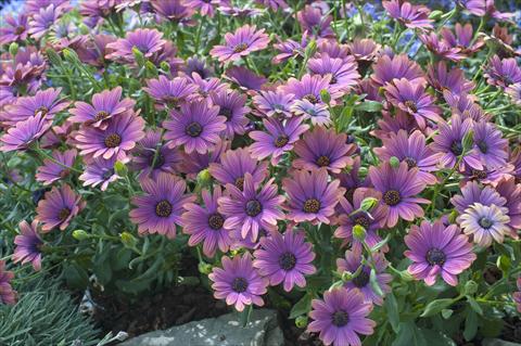 Photos von Blumenvarianten benutzt als: Topf und Beet Osteospermum FlowerPower® Copper Amethyst