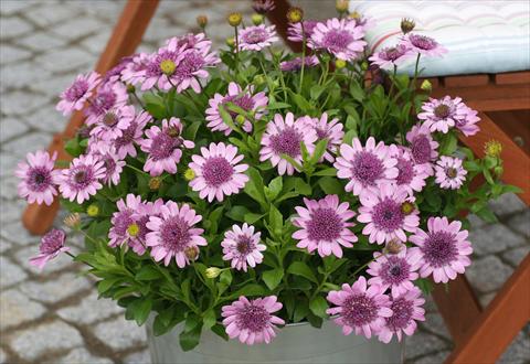 Photos von Blumenvarianten benutzt als: Topf und Beet Osteospermum FlowerPower® Double Pink