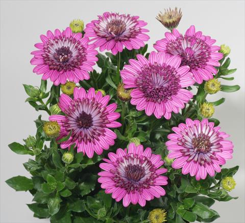Photos von Blumenvarianten benutzt als: Topf und Beet Osteospermum FlowerPower® Double Purple