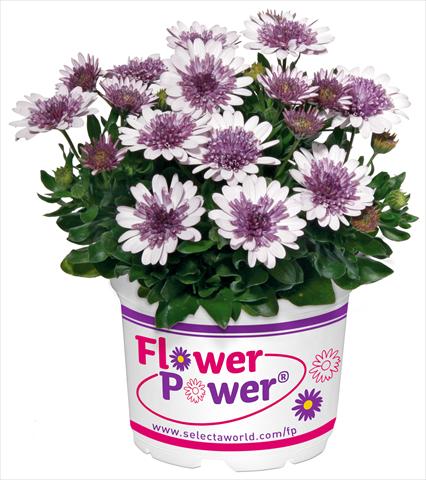 Photos von Blumenvarianten benutzt als: Topf und Beet Osteospermum FlowerPower® Double White