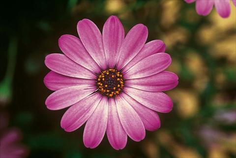 Photos von Blumenvarianten benutzt als: Topf und Beet Osteospermum FlowerPower® Lavender Pink
