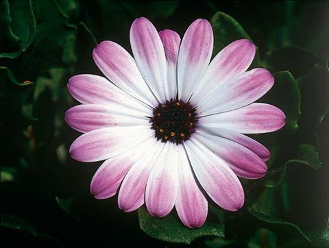 Photos von Blumenvarianten benutzt als: Topf und Beet Osteospermum FlowerPower® Pink & Eye